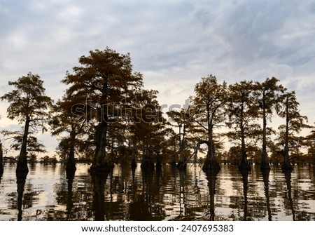Bald cypress trees in Caddo Lake, Texas, at sunrise with cloudy skies overhead.