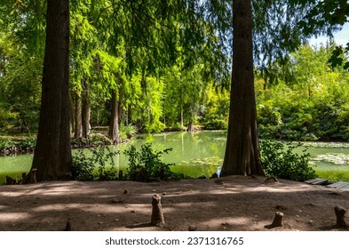 bald cypress trees and pond in North American section of Tashkent Botanical Garden, Uzbekistan