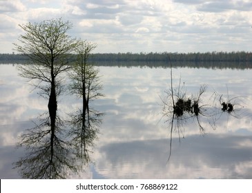 Bald Cypress Trees Reflecting The The Quiet Waters Of Lake Drummond