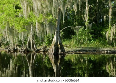 Bald Cypress Trees reflecting in the water in a florida swamp on a warm summer day