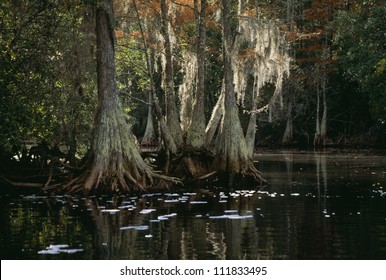 Bald Cypress Trees In Swamp