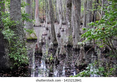 Bald Cypress Trees In The Swamps Of First Landing State Park, Virginia Beach, VA