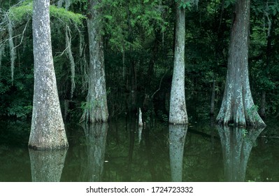 Bald Cypresses In A Bayou Of The Atchafalaya Swamp Or Basin