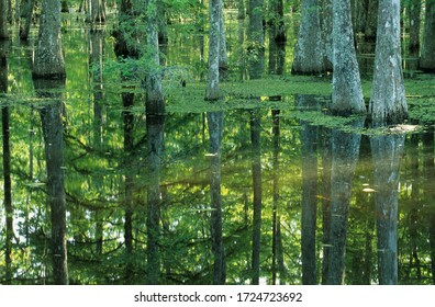 Bald Cypresses In A Bayou Of The Atchafalaya Swamp Or Basin