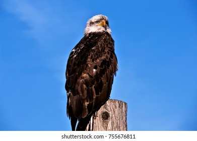 Bald Eagel on top of a pole