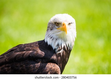 Bald Eagle