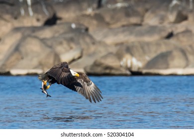 Bald Eagle 