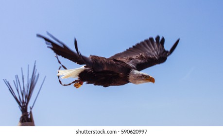 Bald eagle