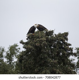 Bald Eagle 
