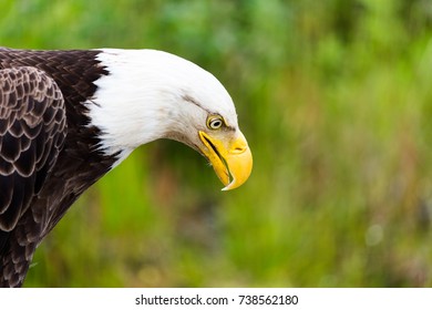 Bald eagle