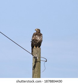 Bald Eagle (3rd Year) Perched On A Power Pole