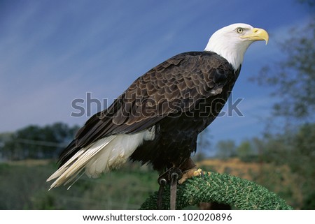 Bald Eagle