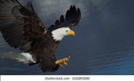 Bald Eagle about to catch a fish.
