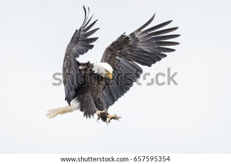 Bald Eagle in Action