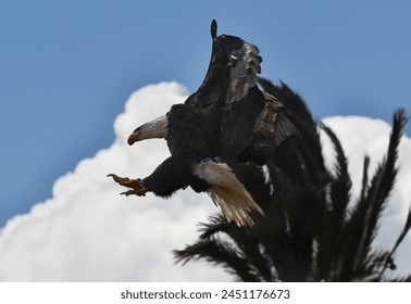 bald eagle in action close-up