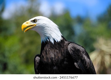 bald eagle in action close-up