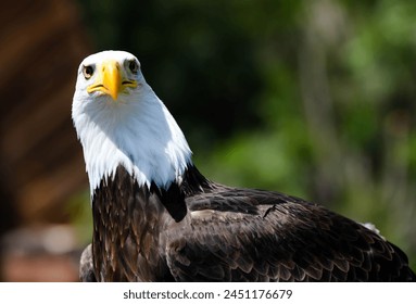 bald eagle in action close-up