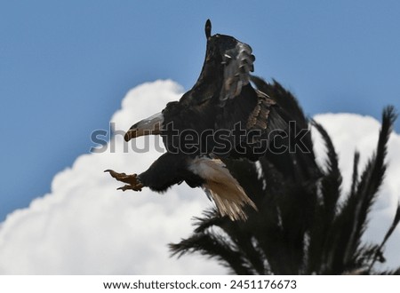 bald eagle in action close-up
