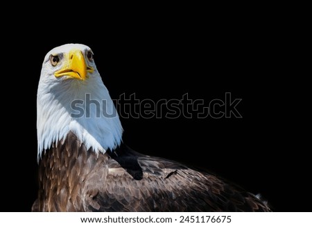 bald eagle in action close-up