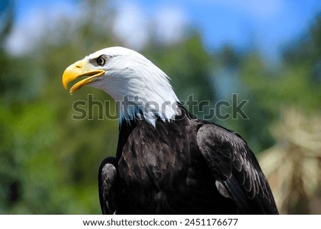 bald eagle in action close-up