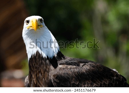 bald eagle in action close-up