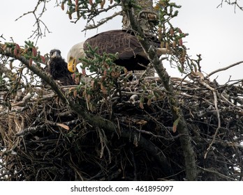 Bald Eagle Adult And Chick In Nest Near Homer, Alaska