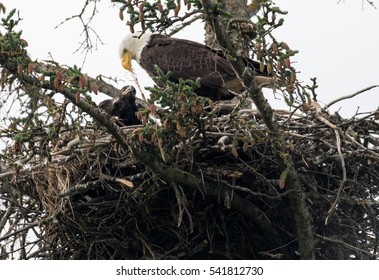 Bald eagle adult and chick in nest near Homer, Alaska