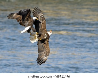 Bald Eagle Aerial Battles