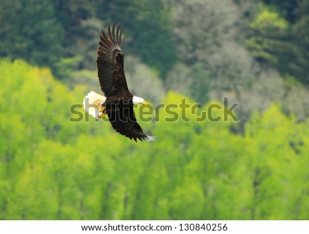 Bald Eagle after missing a duck
