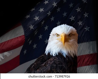 bald eagle against American flag background