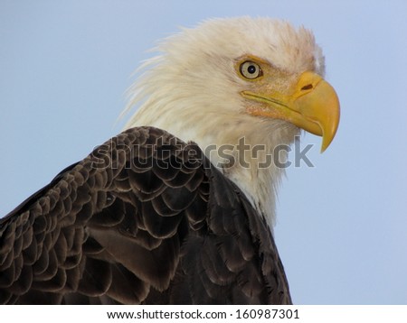 Bald eagle, Alaska