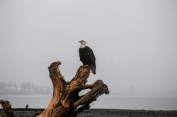 Bald Eagle In Alaska, Perched On A Log Near The Beach During Cloudy Weather.