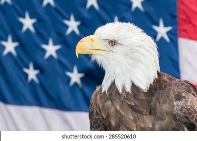 American Bald Eagle Wearing Texas State Stock Photo (Edit Now ...