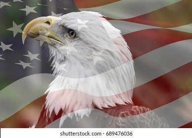 Bald Eagle And American Flag