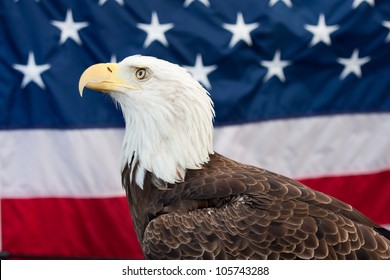 Bald Eagle American Flag Background Stock Photo 105743288 