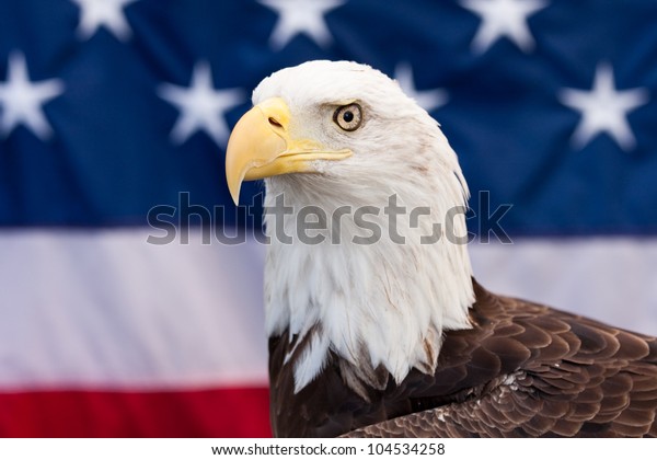 Bald Eagle American Flag Background Stock Photo 104534258 Shutterstock Bald Eagle American Flag Background 600w 104534258