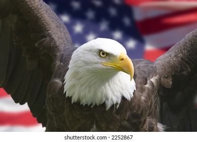 Bald Eagle With American Flag, Focus On Head (clipping Path)