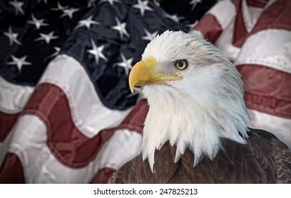 Bald Eagle American Flag Out Focus Stock Photo 247825213 | Shutterstock