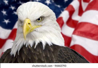 Bald eagle with american flag out of focus.