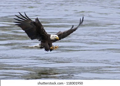 A Bald Eagle approaches the water with talons open to catch fish.