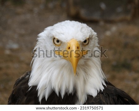 Bald Eagle, beak, eyes, white