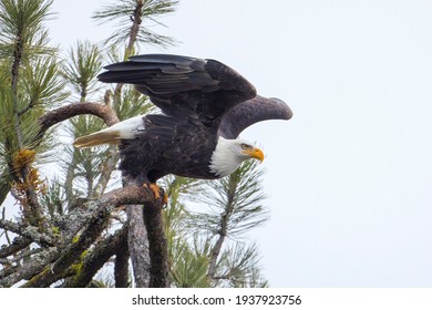A bald eagle begins to take flight from a branch in north Idaho.