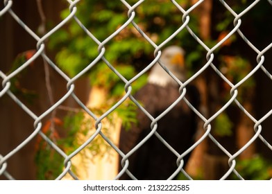 Bald eagle behind a wire cage mesh fence
