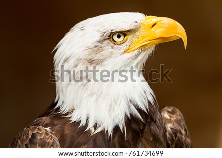 Bald Eagle Bird