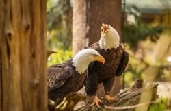 The Bald Eagle Is A Bird Of Prey Found In North America. It Is Found Near Large Bodies Of Open Water With An Abundant Food Supply Of A Variety Of Fish And Old-growth Trees For Nesting. 