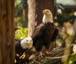 The Bald Eagle Is A Bird Of Prey Found In North America. It Is Found Near Large Bodies Of Open Water With An Abundant Food Supply Of A Variety Of Fish And Old-growth Trees For Nesting. 