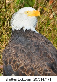 The bald eagle is a bird of prey found in North America. A sea eagle, it has two known subspecies and forms a species pair with the white-tailed eagle. Its range includes most of Canada and Alaska