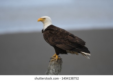 Bald Eagle Bird Prey Perching Stock Photo 1404138752 | Shutterstock