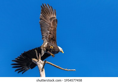 Bald Eagle with blue sky and forest background
