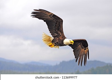 Bald eagle. British Columbia. Canada.